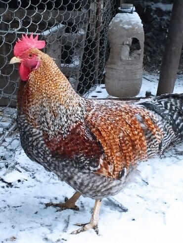 куры бишкек: Продаю | Цыплята, Инкубационные яйца | Бройлерная, Леггорн, Кучинская | Для разведения — 9