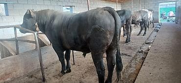 быки: Продаю | Бык (самец) | Ангус | На откорм | Привязанные — 2