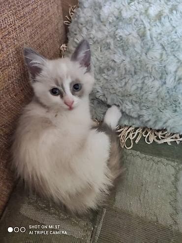 Скотиш Фолд (Шотландская вислоухая), 2 месяца, Мальчик, Белый, Приучена к лотку, Проглистована, С прививками