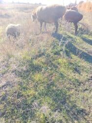 продам козу дойную: Продаю | Овца (самка) | Арашан | Для разведения | Матка, Племенные, Котные — 2