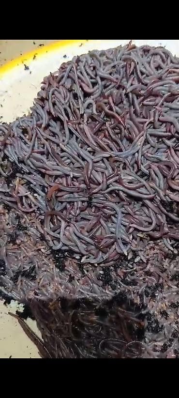 мед пчелинный: Продаются коконы червя Дендрабена Венета и Черного Принца ( Селекция — 5