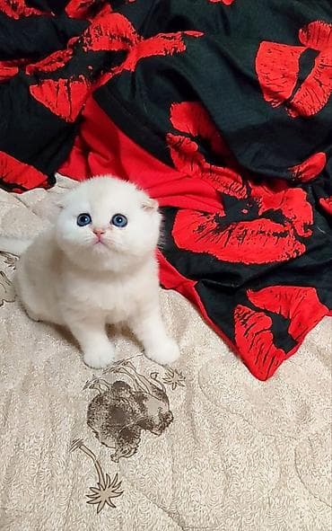 кошеи: Скотиш Фолд (Шотландская вислоухая), 2 месяца, Девочка, Белый — 4