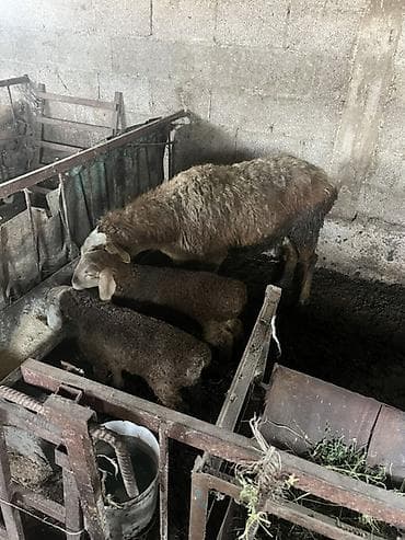 кошки серые: Продаю | Овца (самка) | Для разведения | Матка — 2