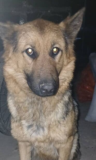 карманная собака: Немецкая овчарка, 1 месяц, Самец — 2