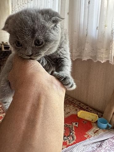 хомяк домашний купить: Скотиш Фолд (Шотландская вислоухая), 1 месяц, Девочка, Голубой, Приучена к лотку — 3