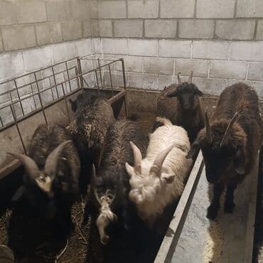 Козы, козлы: Продаю | Козлёнок — 3