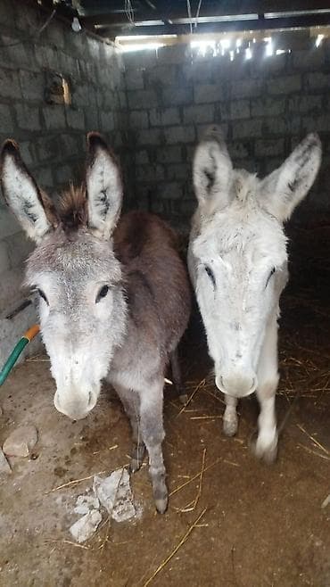 Аквариумдар: Пара ослов - Два осла: один серо-бурый, второй светло-серый. - — 3