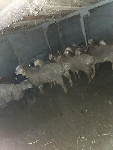 Грызуны: Продаю | Баран (самец) — 5