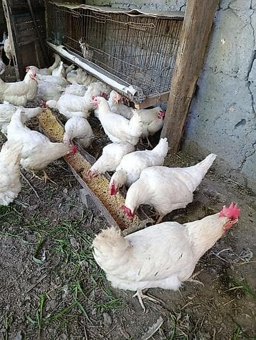 Животные: Куры несушки около 30 штук продаю срочно смотреть некаму цена — 2