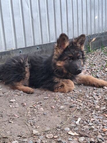 сибирские хаски: Немецкая овчарка, 3 месяца, Самка, С прививкой — 4