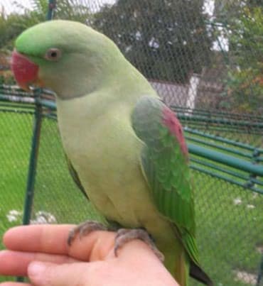 домик для волнистых попугаев: Александрийские попугаи хорошо приручаются к рукам а так же к — 1