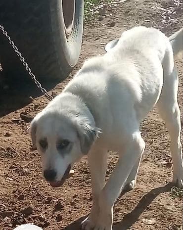 Башка жаныбарлар: Алабай, 10 айлык, Ургаачы, Ит тегин тастыктоочу документ — 1