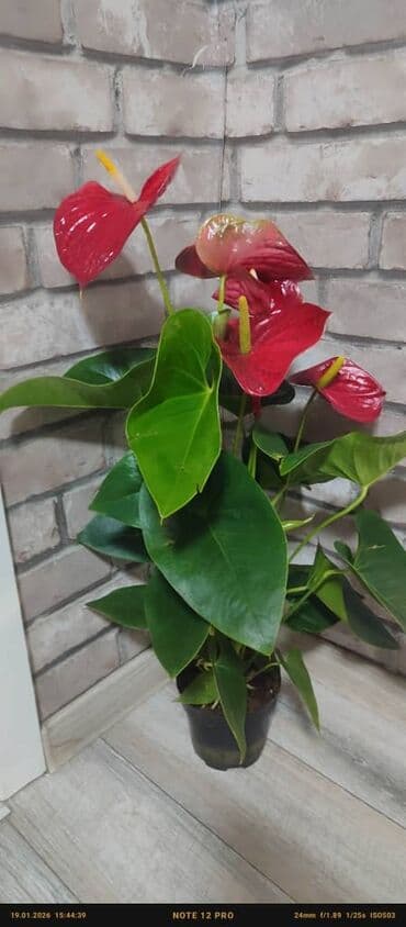 искусственные лианы: Комнатные растения в горшках — для уюта и зелени дома или офиса. В — 10