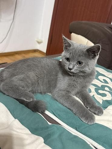 Чистый Британский короткошёрстный котёнок, окрас голубой at lalafo.kg Чистый Британский короткошёрстный котёнок, окрас голубой