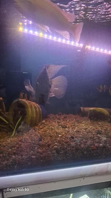 Аквариумы: Продаю аквариум вместе с рыбами — 2