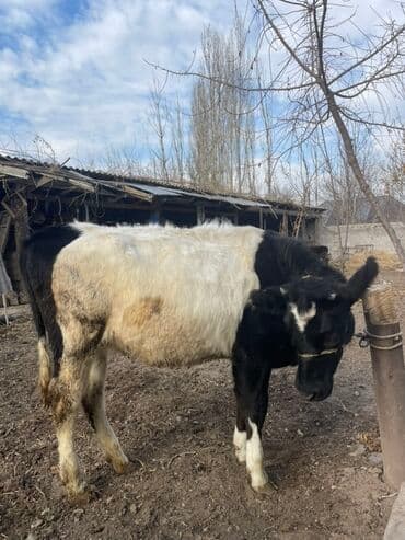 отдам породистую собаку в хорошие руки: Продаю | Бык (самец) | На откорм | Привязанные — 3