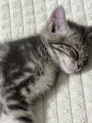 шотландская кошка скоттиш страйт: 5 месяцев, Мальчик, Серый, Приучена к лотку, С прививками — 6