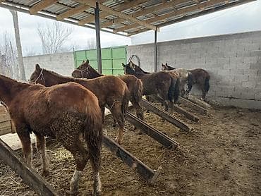 куплю коня: Продаю | Жеребенок | Для разведения | Племенные — 1