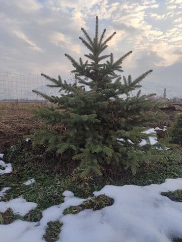 уголь каракече бешсары шабыркуль каражыра доставка бишкек купить фото: Саженцы деревьев: Сосны — 3