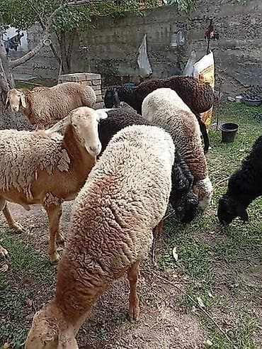 Продаю | Баран (самец), Овца (самка), Ягненок | Для разведения, На забой | Матка