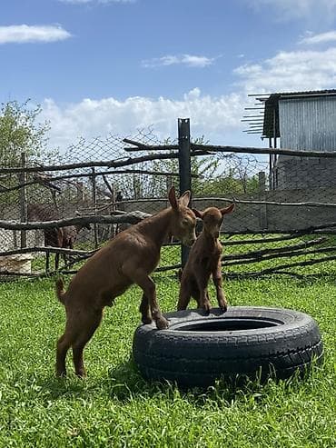 кой акур: Продаю | Козлёнок | Для разведения | Племенные — 4