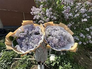 ваза для цветов бишкек: Сиреневые букеты ручной сборки 400 сом 800 сом 1000 сом 1500 сом — 4