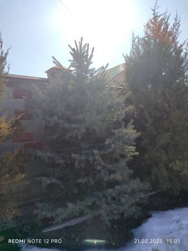 цветы искусственные бишкек: Ёлки — 4