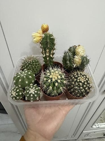 покрывалы: Спатифиллум,кактусы,фикус — 10