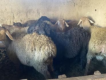 я ищу баран: Продаю | Баран (самец) | Гиссарская, Арашан | На забой, Для разведения | Осеменитель — 7