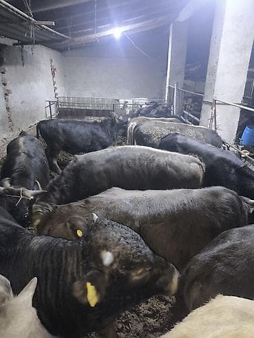 ротвейлер бишкек: Сатам | Бука (эркек) — 9