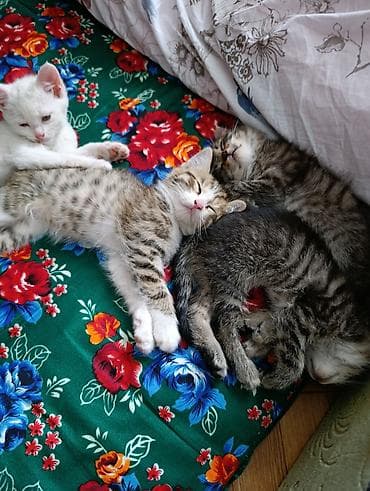 Кошки: Отдам котят в хорошие руки. Возраст 2 месяца, кушают и ходят в туалет — 6