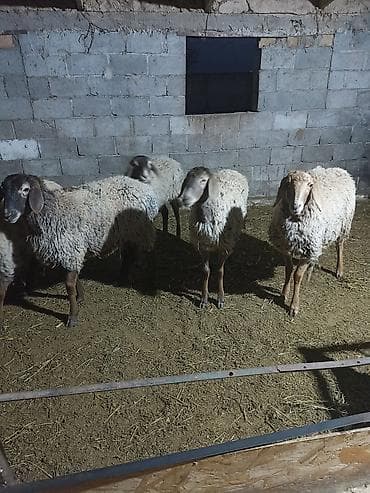 тоок сатам: Сатам | Ургаачы кой (ургаачы) — 1