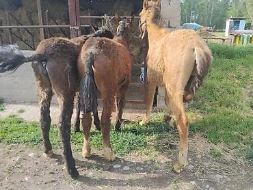 декоративная рыба: Продаю | Жеребенок | Для разведения | Племенные — 7