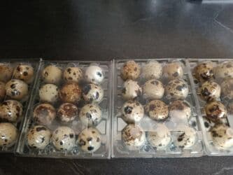 перепелинные яйца: Яйца перепелиные яйца Перепелиные яйца в прозрачных пластиковых — 1