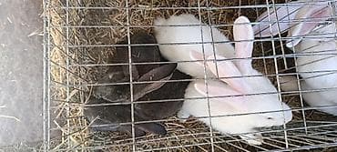 кошки отдам в хорошие руки: Продаю | Крольчата | Для разведения — 1