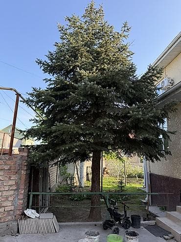 red bull: Ель (сосна голубая/еловая) крупномер в частном дворе - Породистое — 1