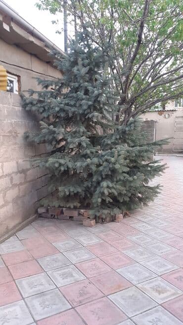 фикус али: Көчөттөр дарактардын: Карагайлар, Өзү алып кетүү — 10