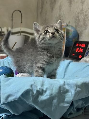 Скотиш Страйт (Шотландская прямоухая), 1 месяц, Девочка, Серый, Приучена к лотку