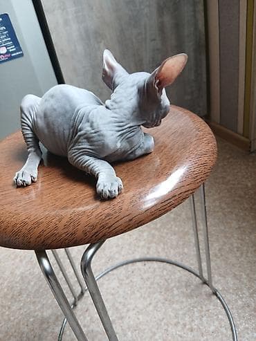 отдам даром котенка сфинкса: Котята породы сфинкс - Окрас: серый и чёрный дымчатый, встречаются — 2