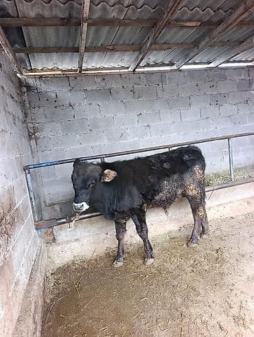 бычок порода: Продаю | Бык (самец) | Ангус | На откорм | Привязанные — 4