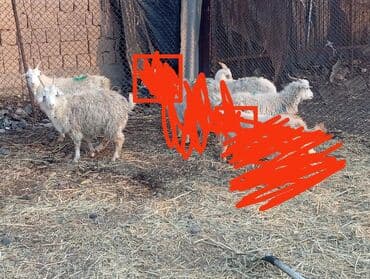 карова дойных: Сатам | Эчки (ургаачы) | Көбөйтүү үчүн — 1