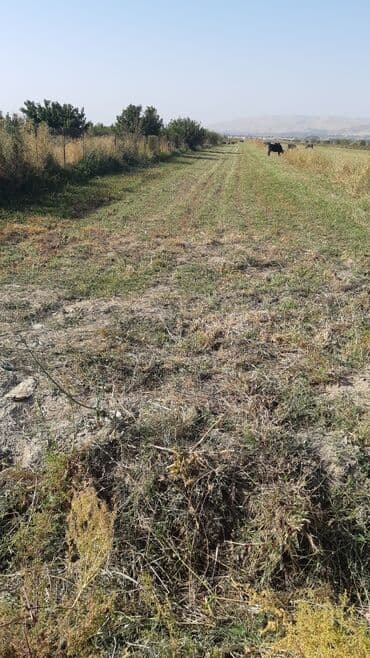 продаю дом алтын ордо новопавловка: 20 соток, Айыл чарба үчүн, Үлүштүк катыш келишими — 1