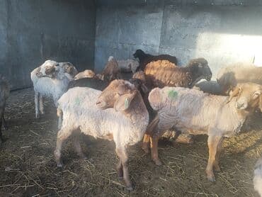 купить щенка немецкой овчарки в бишкеке: Продаю | Овца (самка), Баран (самец), Ягненок | Полукровка | На забой, Для разведения — 2