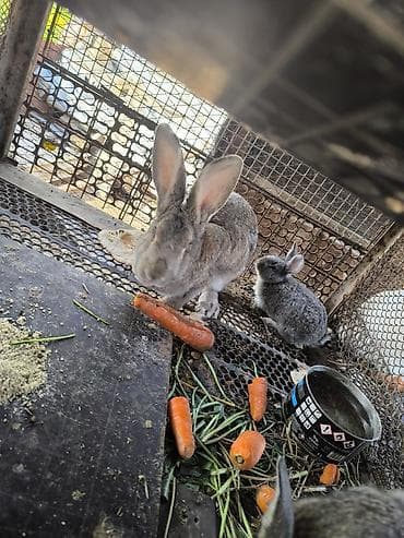 Продаю | Кролик самец | Для разведения