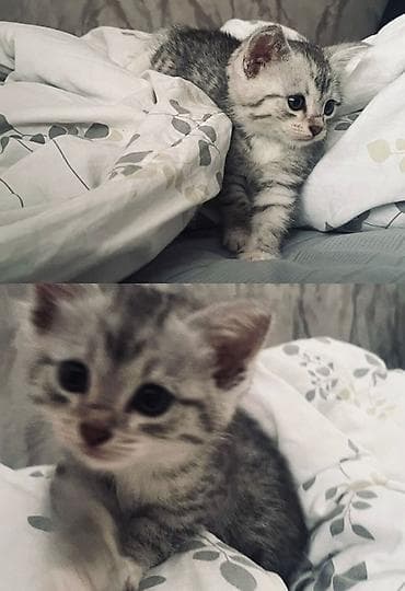 где продают котят: Девочка Котёнок серебристого окраса (табби). - Окрас — 4
