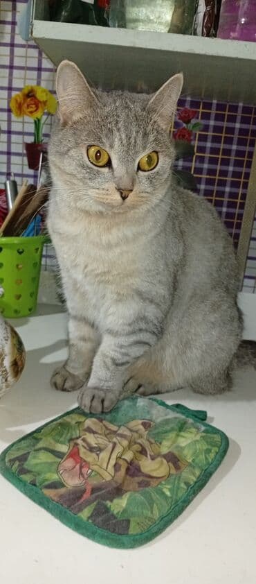 котята в добрые руки бесплатно: Американская короткошёрстная, 3 года, Девочка, Серый — 6