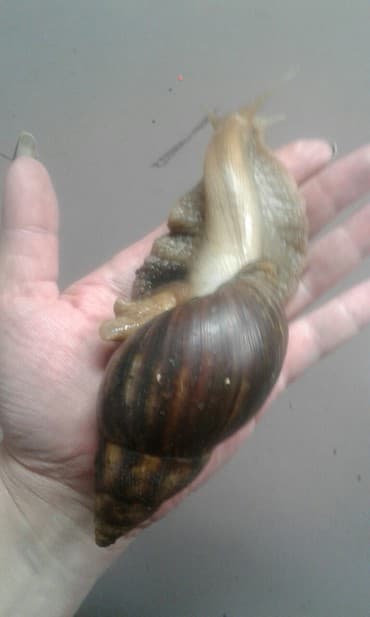 Грызуны: Ахатины .разного возраста .Проглистованы.Здоровые.Активные. Есть4 — 6