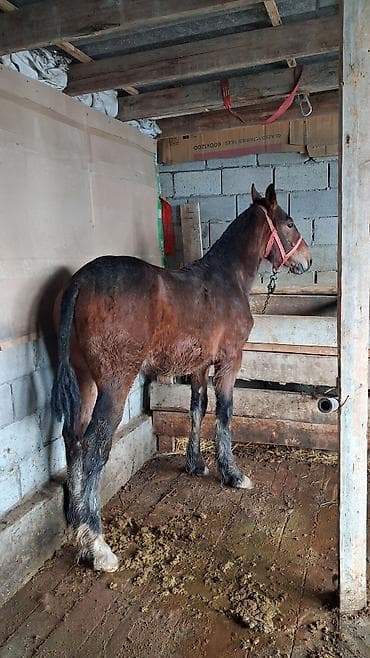 Продаю | Конь (самец), Жеребенок | Для разведения, Конный спорт