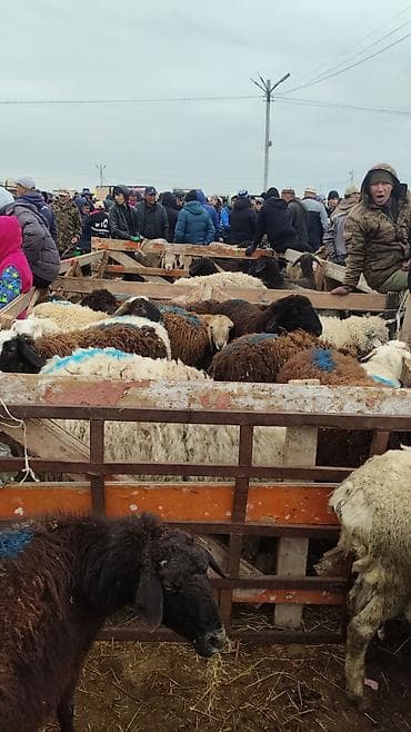 Продаю | Овца (самка) | Для разведения | Ярка