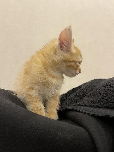 котята купить бесплатно: Рыжий котёнок отдам даром 😻 — 2